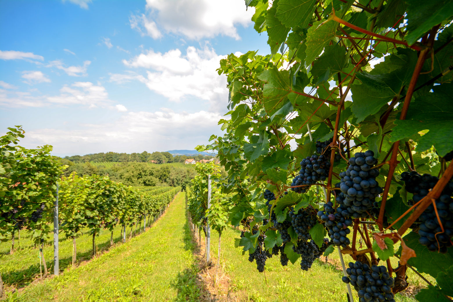 Виноградники в южной Штирии, Австрия