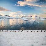 Пингвины Адели, Антарктида