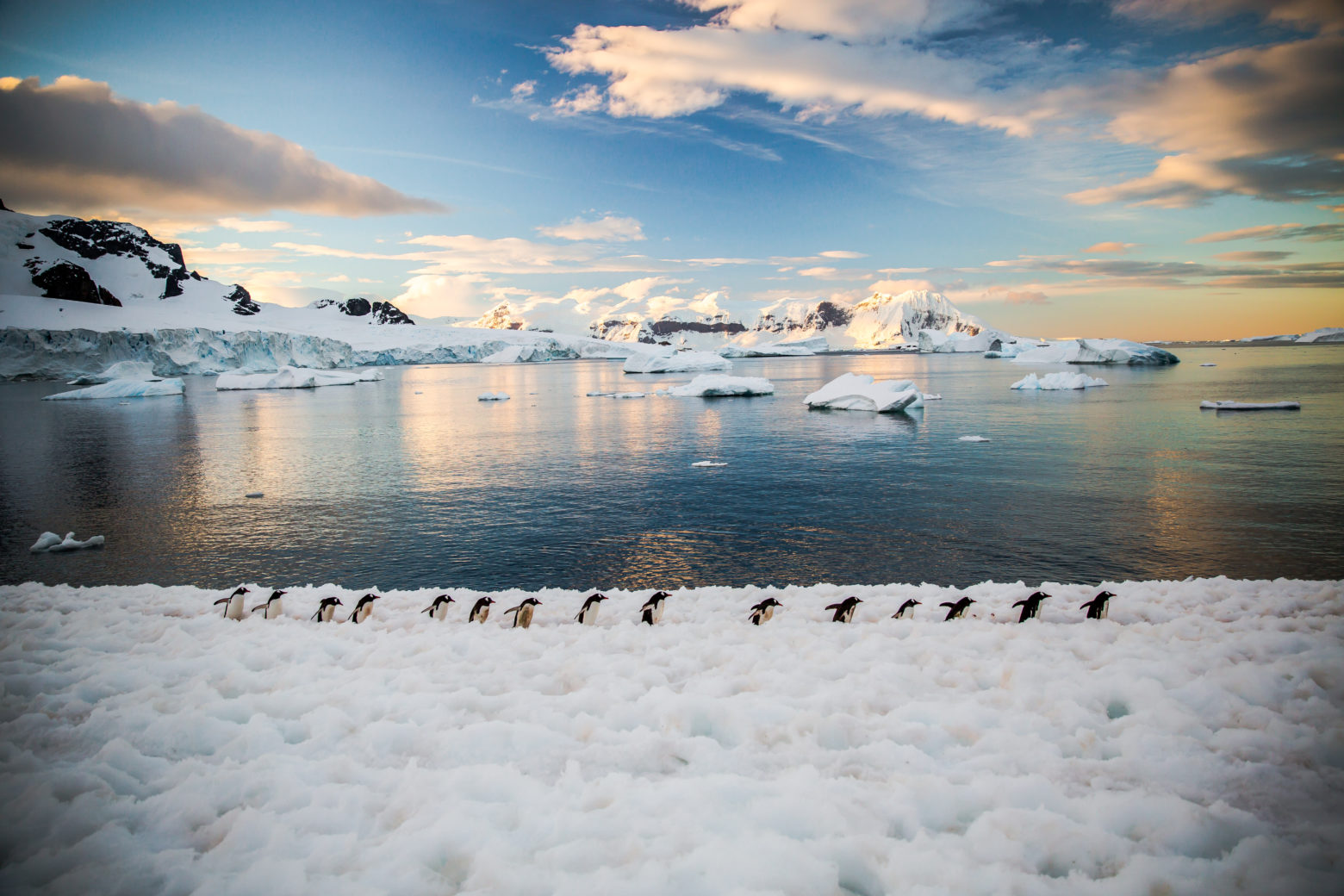 Пингвины Адели, Антарктида